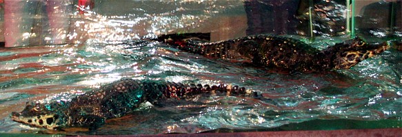 diese Krokodile hingen whrend des Programmes ber der Tanzflche in einem Aquarium